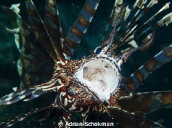 Lion Fish Up Close & Personal. Taken at Komodo Island Ind... by Adrian Schokman 